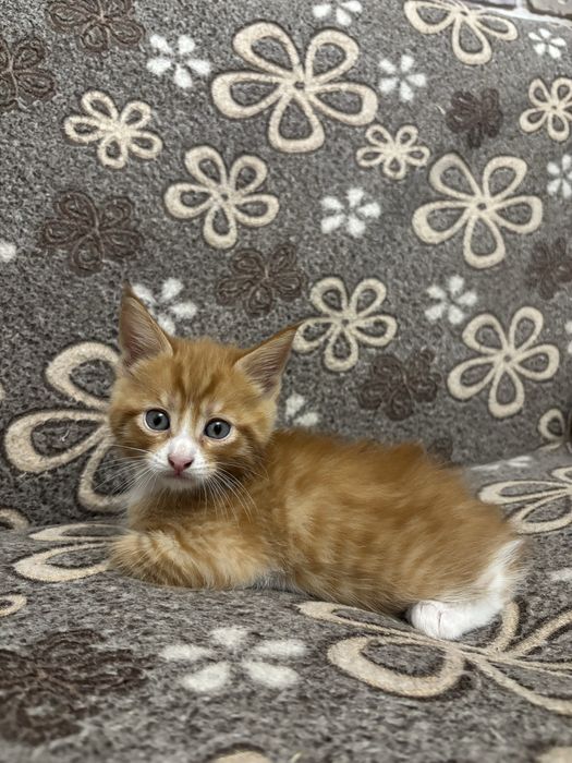 котята мейн кун помесь