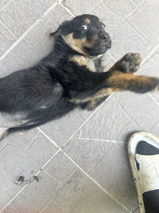 Donez catelusi 2 luni