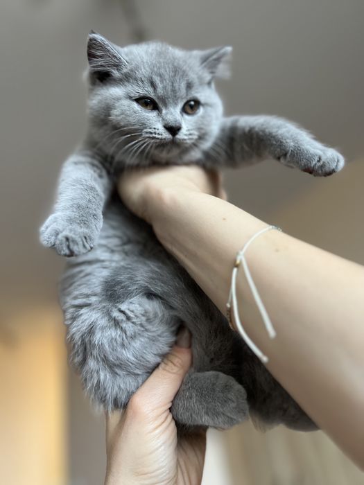 Британски късокосмести котета