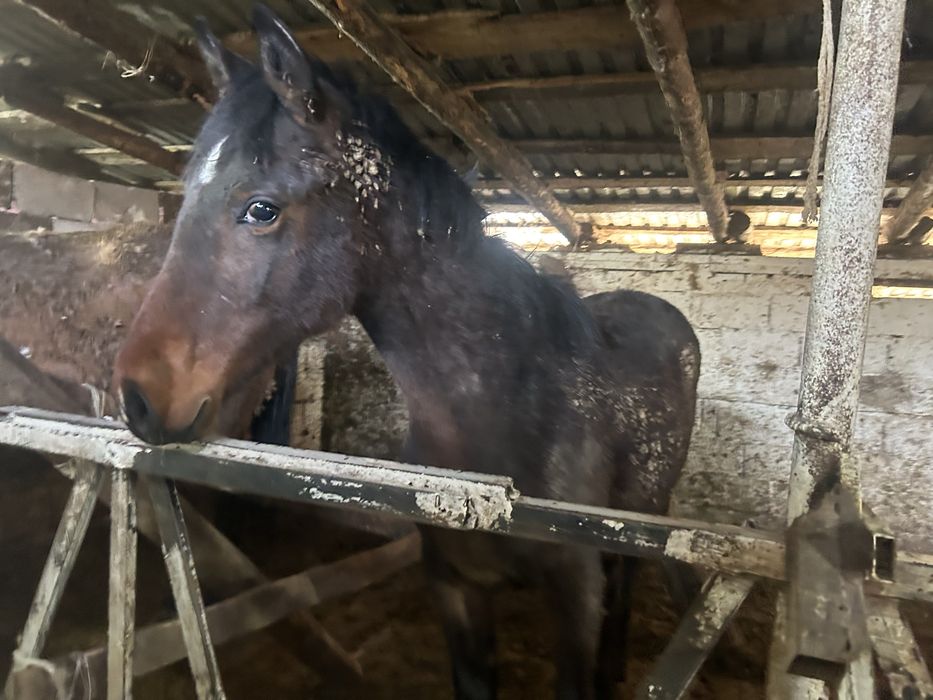 Продам породистых лошадей