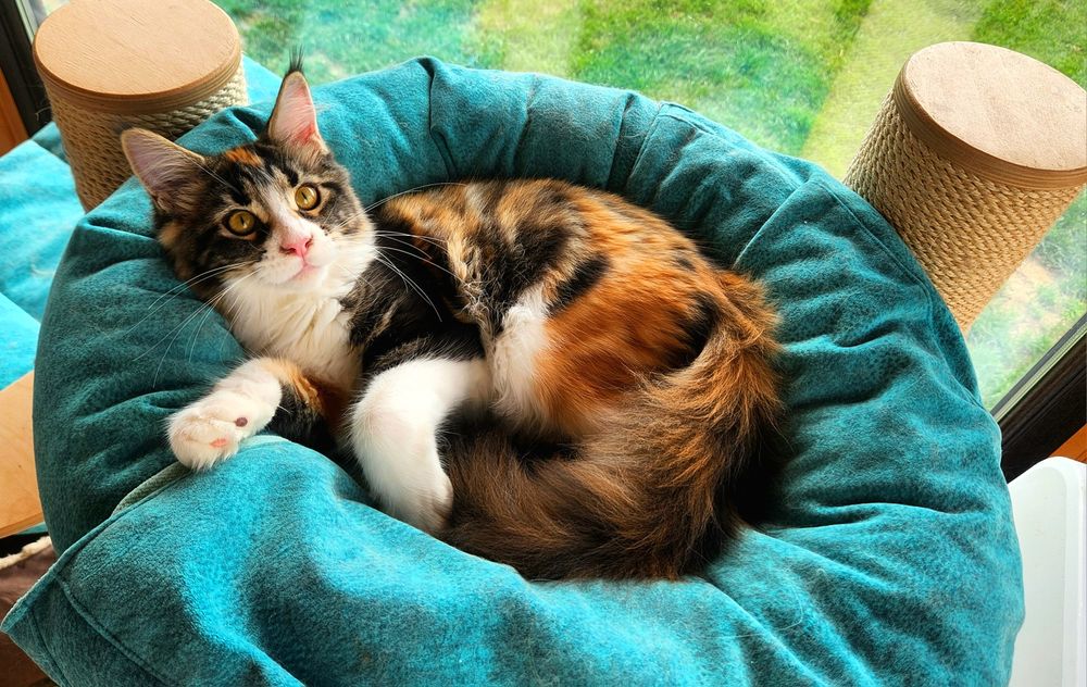 Pisică Maine Coon- superba Freea