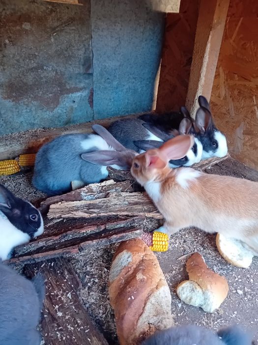 Iepuri hycole  de vanzare.