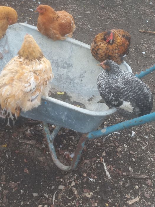 Vînd PUII DIN Ouă Verzi