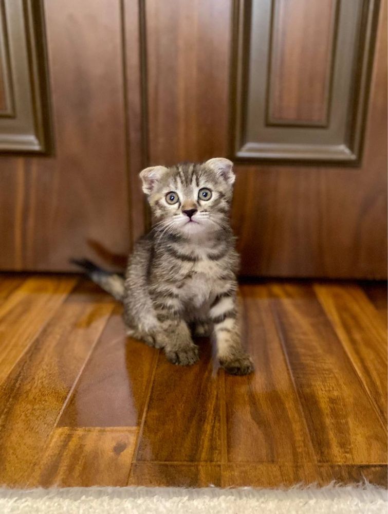 Кошки милые 2 месяцев