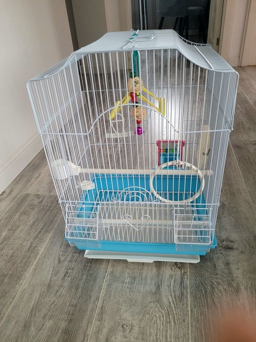 Colivie papagal albastra