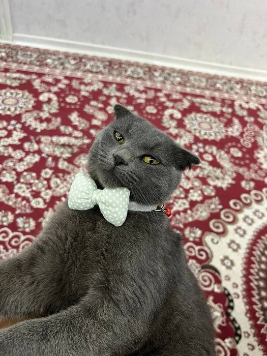 Мушук сотилади эркак