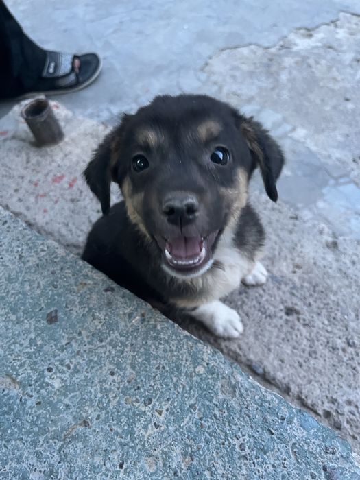 Продается  щенок