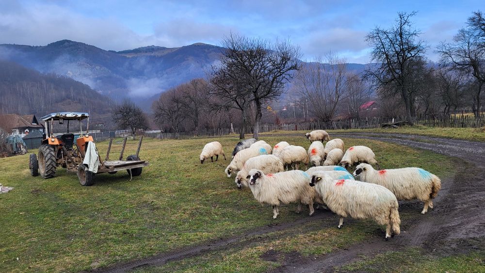 Oi de vanzare 16 bucati. 600 de lei buc.