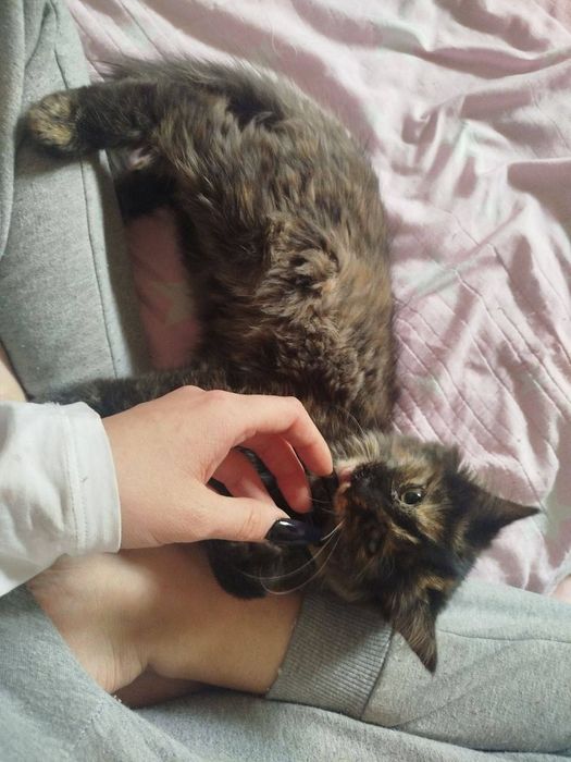 Отдам котят срочно