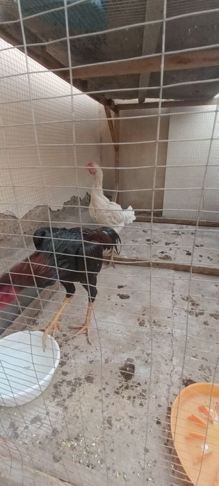 Шалпан ишкивозларига