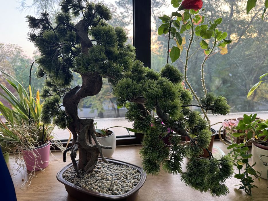 Bonsai / Ficus artificial mare