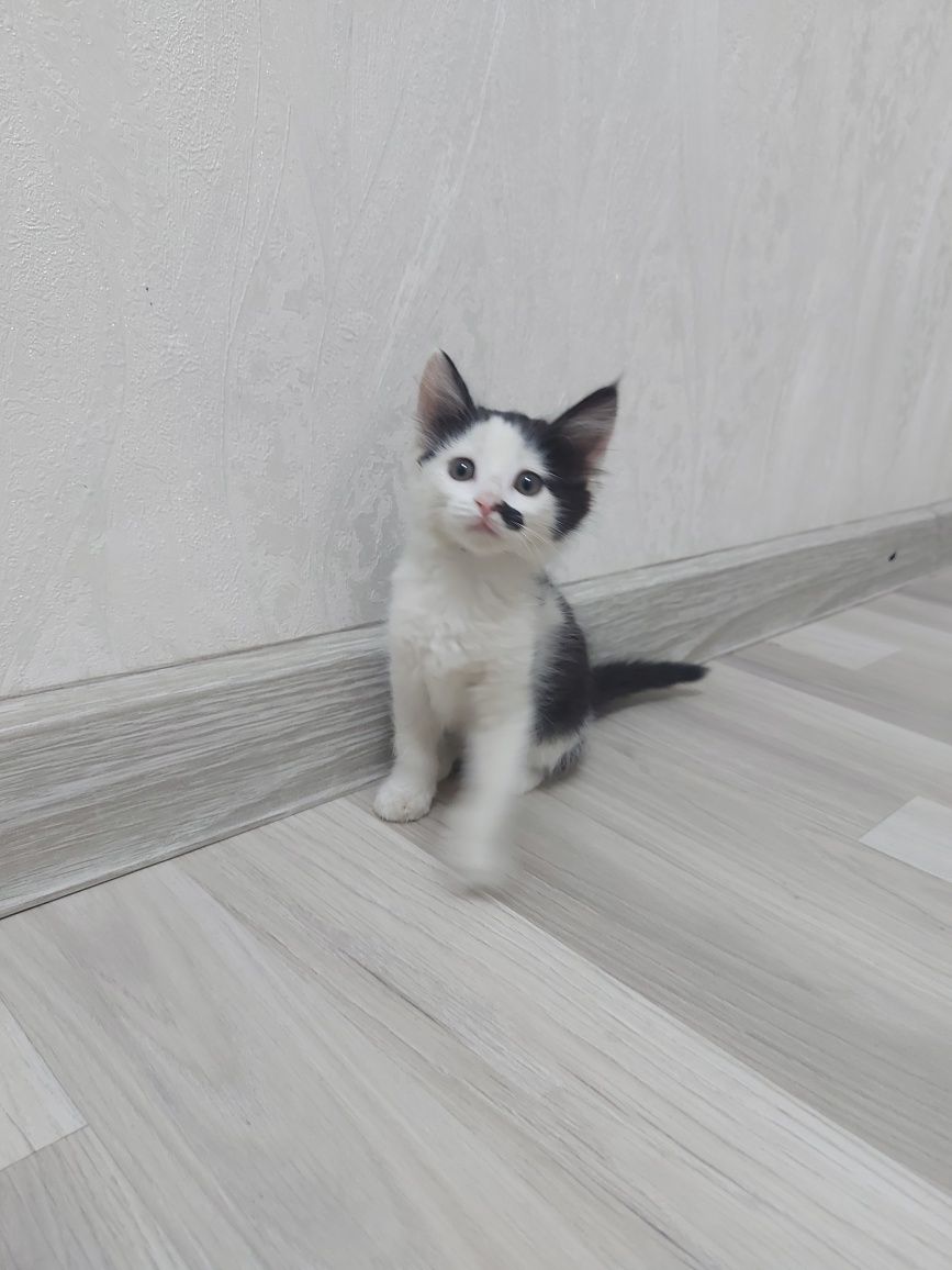 Отдам в хорошие руки