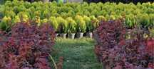 Garden Devis | Plante Ornamentale