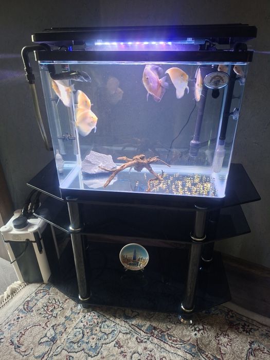 Аквариумистика аквариум