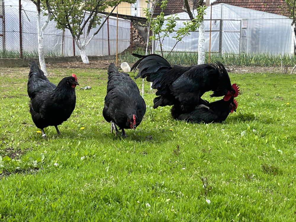 Oua pentru incubat rasa australorp