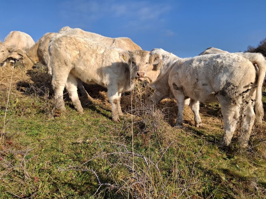 Vitele Charoleise 10 bucata