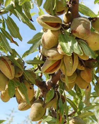 Pomi fructiferi deosebiți  soiuri de mugdal