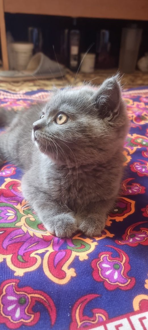 Котята британская