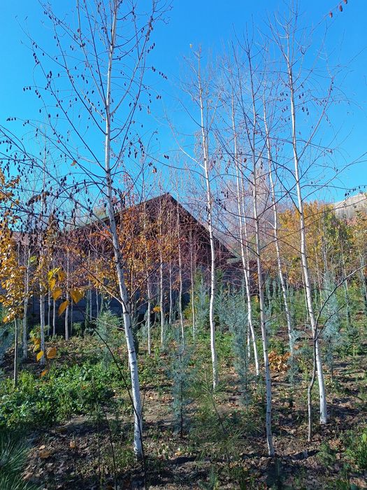 Beryoza sotiladi (oq qayin)