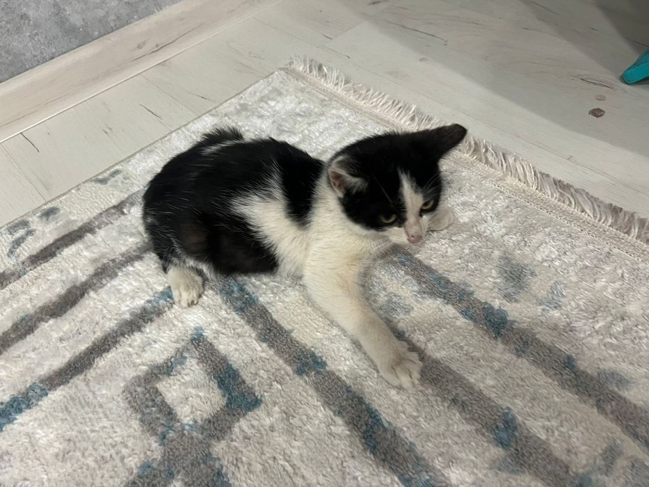 Ищем дом для котёнка