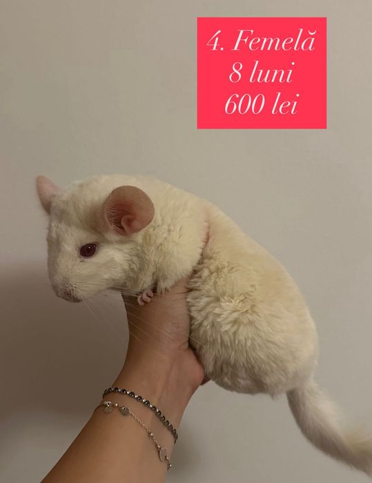 Chinchila/Cincila/Șinșila/Chinchilla
