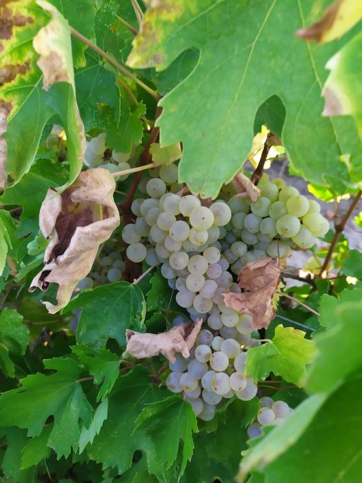 Struguri pentru vin Feteasca regala