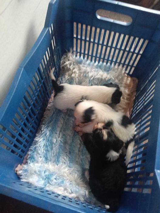 Donez 3 băieței taie mica