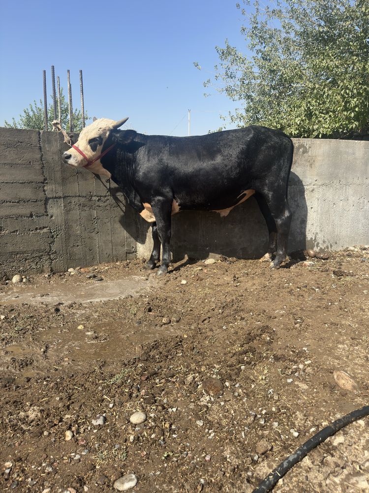 Buqalar sotiladi