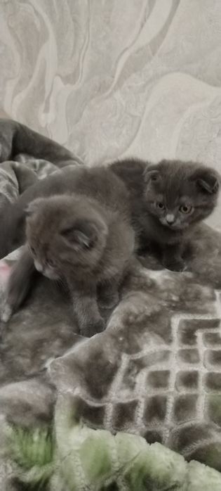Продаются котята скотиш фолд и страйд