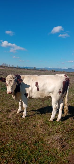 Vând viței 6 și 2 tăurași !