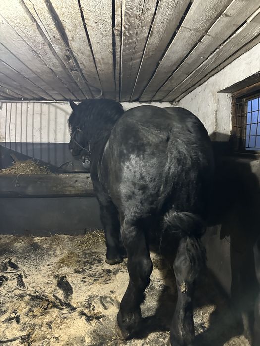 Armasar sange rece unguresc