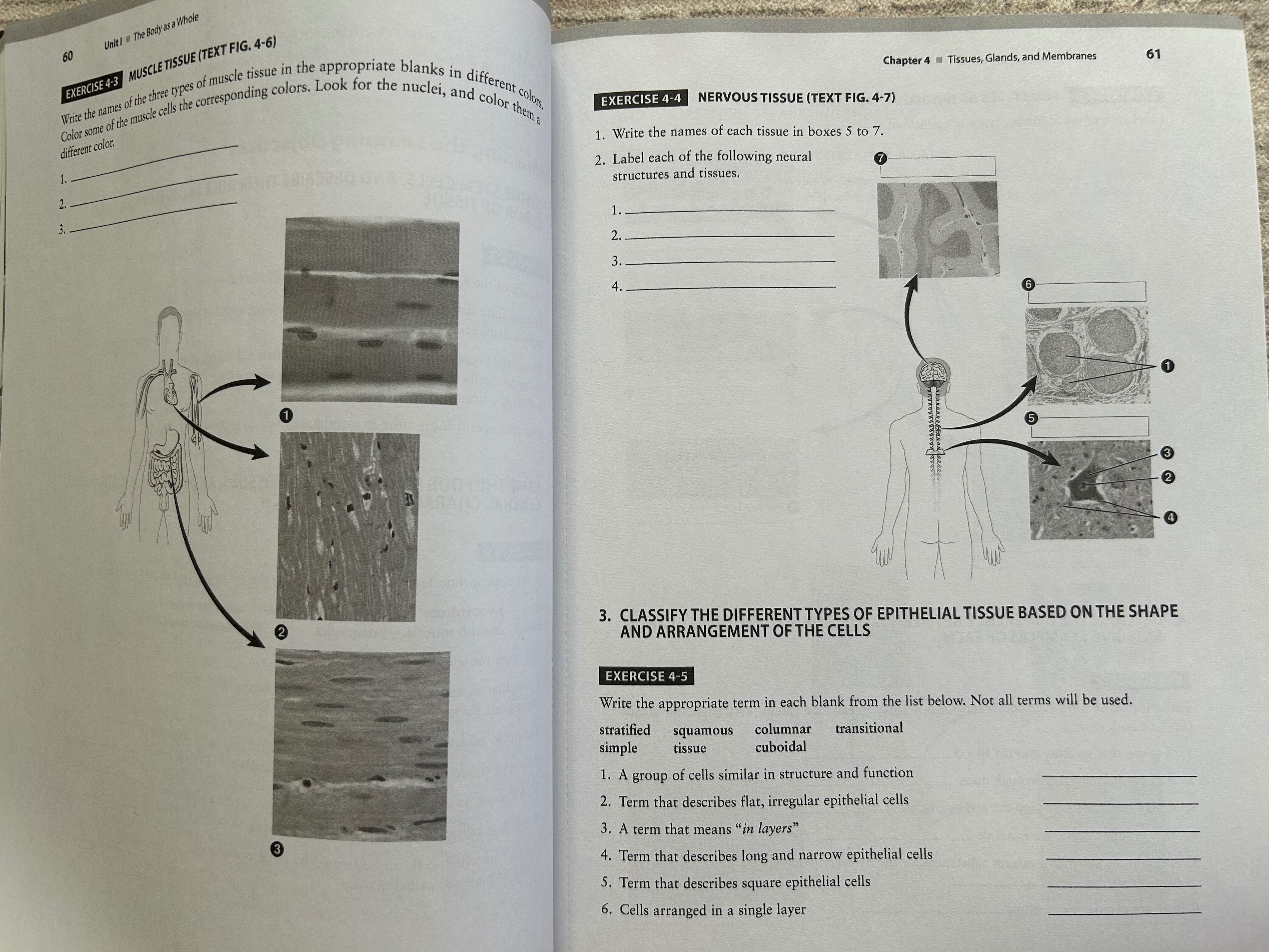 Study Guide for Memmler's Structure & Function of the Human Body