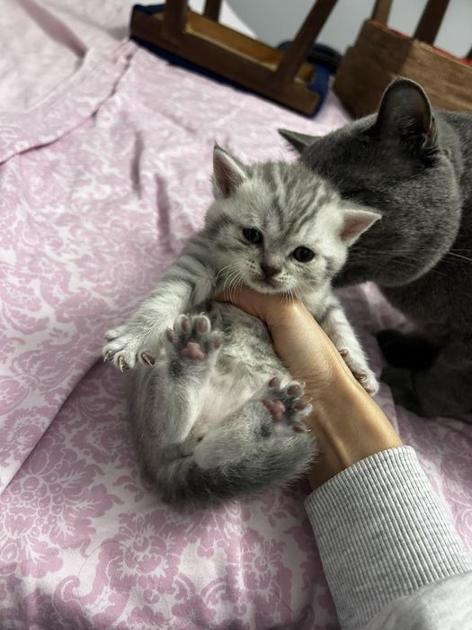 Британска късокосместа