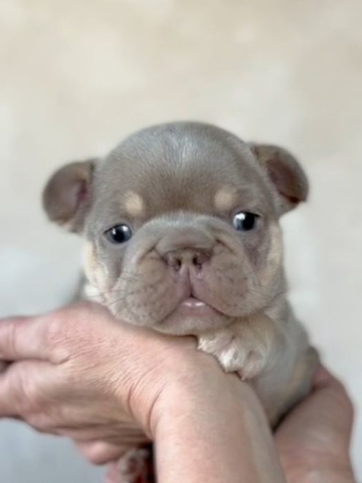 Малыши Эксклюзивного Окраса!