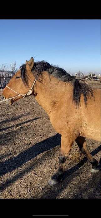 Мұғалжар жабағылар сатылады