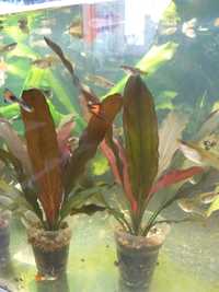 Продам аквариумные растения эхинодориус Рубин