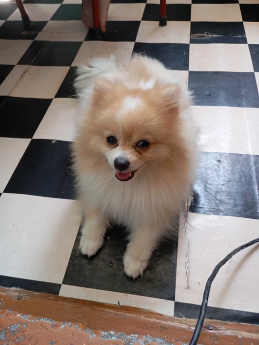 Померанский шпиц