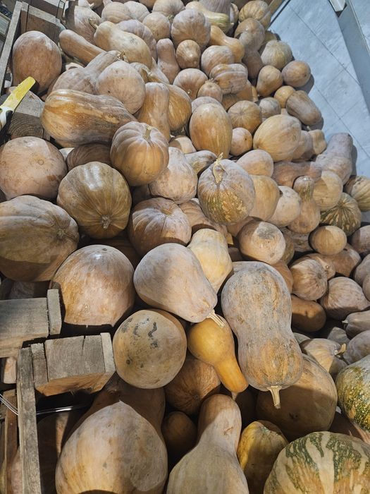 Тыква мантная очень вкусная спелая