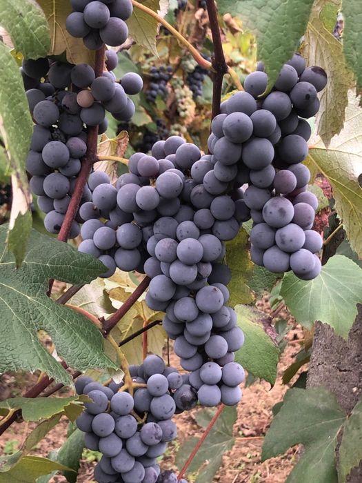 Struguri pentru vin