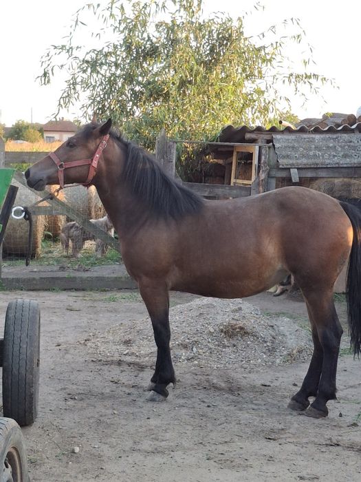 De vânzare mânza 1,5 de ani