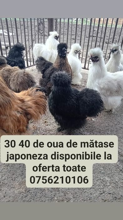 Oua matase japoneza