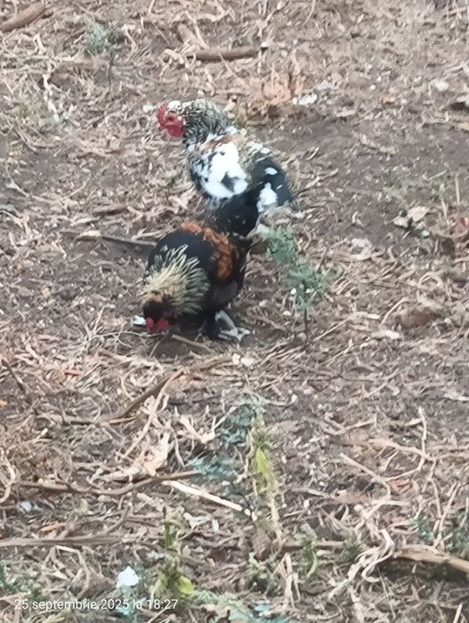 Cocosi pitici americani