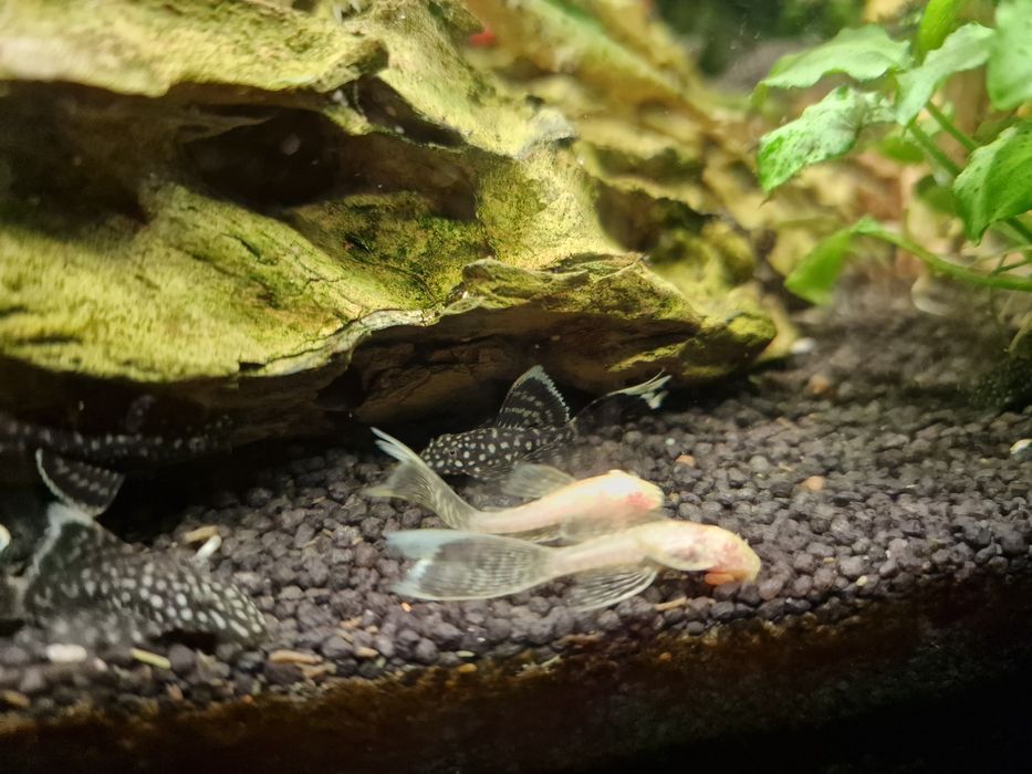 Рибки / гупи , плати , анциструси