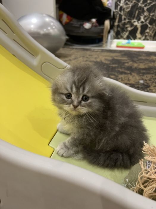 Mushuk bolasi haylnd fold