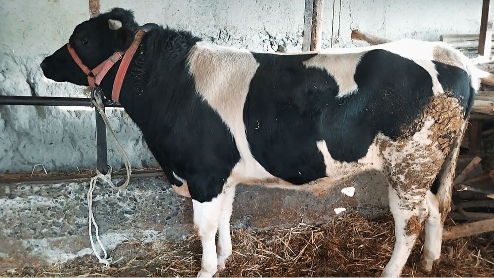 Насл олишга Тоза рассиски бука сотилади.