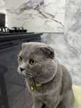 Mushuk sotiladi! Scottish Fold