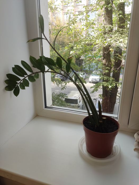 Продам растение землеокультис