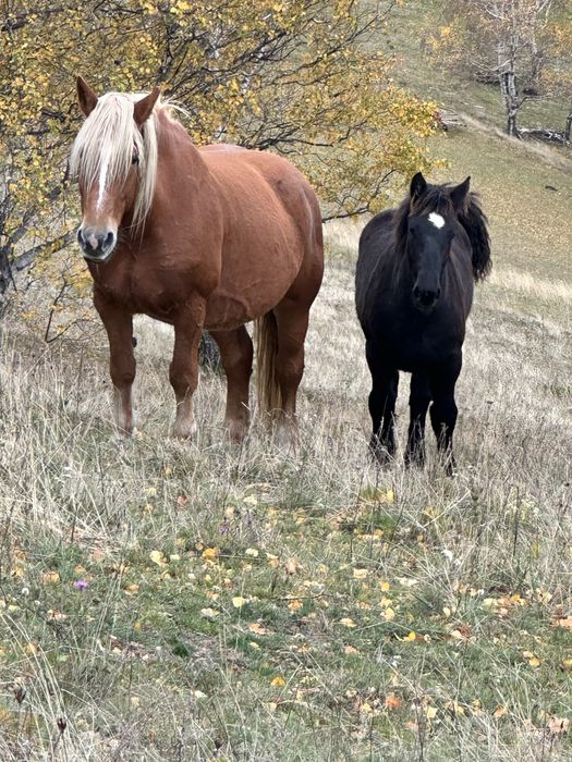 Vand mânză de 6luni jumate