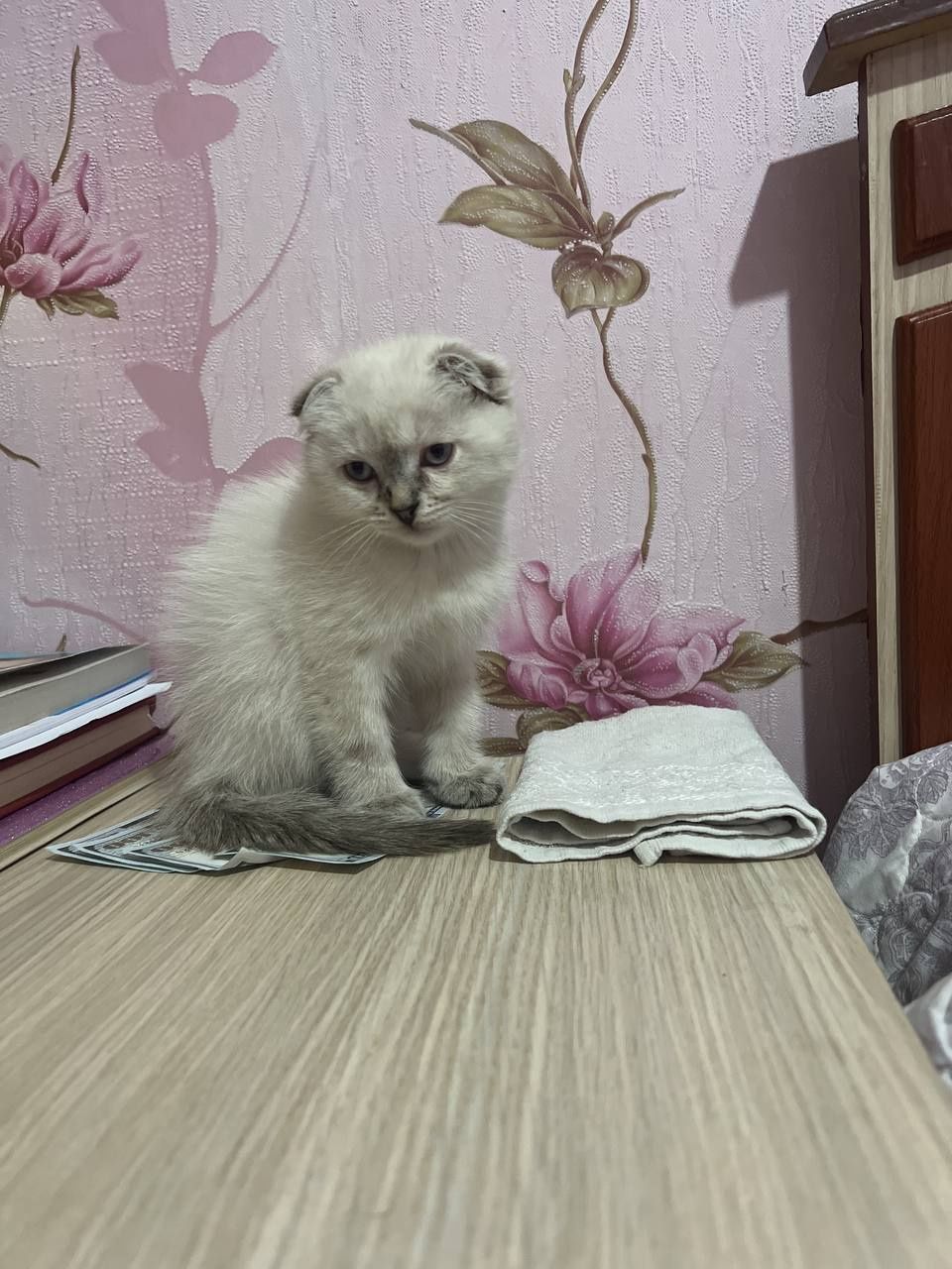 Mushuk sotiladi. Scottish fold chinchilla zotiga mansub.