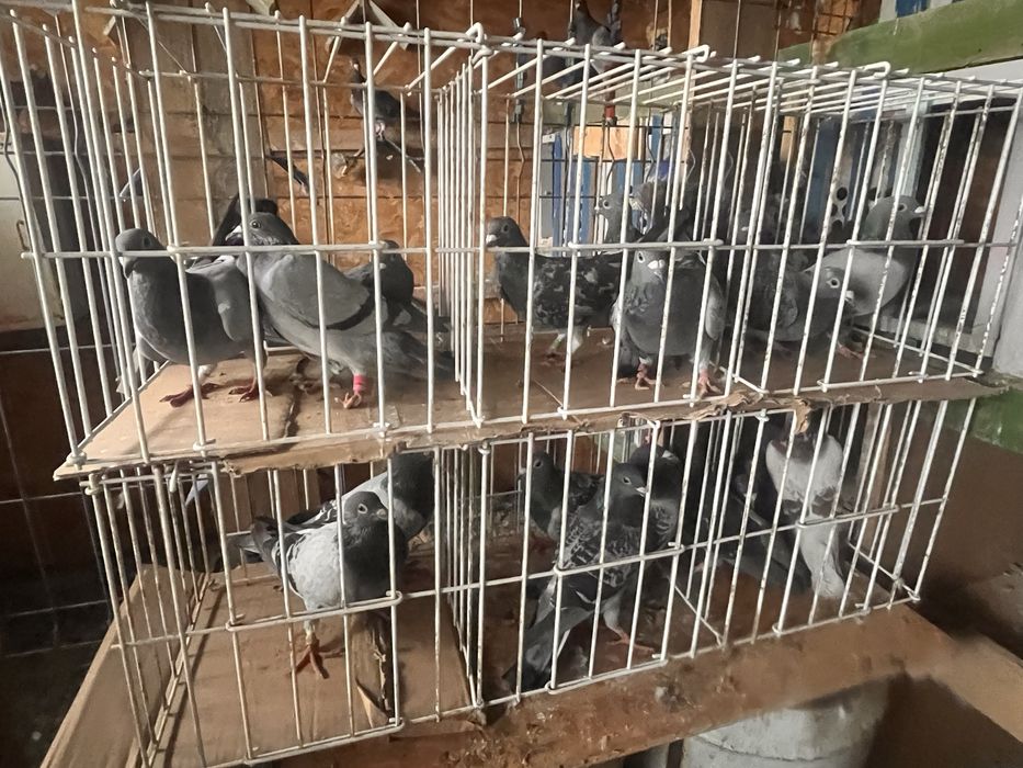 Voiajori cu pedigree foarte acesibili